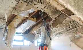 Best Mold Remediation for Healthcare Facilities  in East Hazel Crest, IL